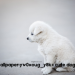 Wallpaper:yw0xoug_y8k= cute dogs