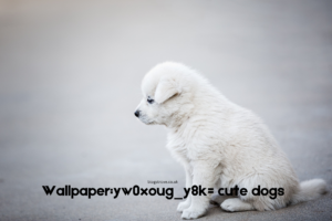 Wallpaper:yw0xoug_y8k= cute dogs